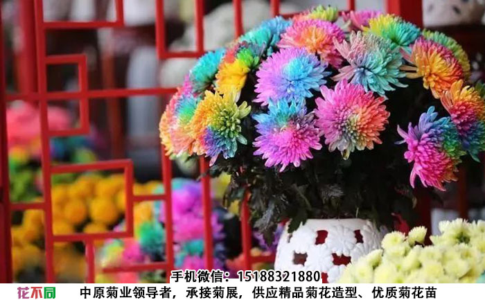 观赏菊花品种-七色炫彩菊插在花瓶中的样子