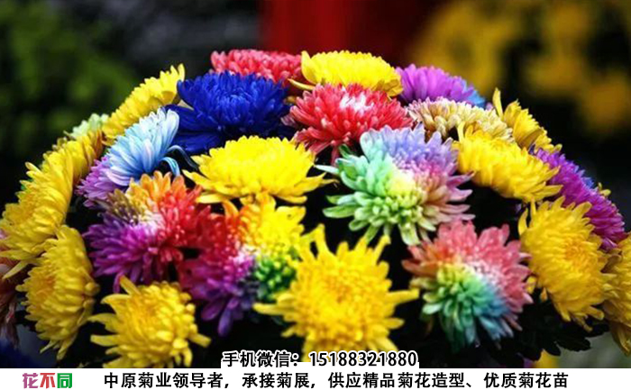 观赏菊花品种-七色炫彩菊