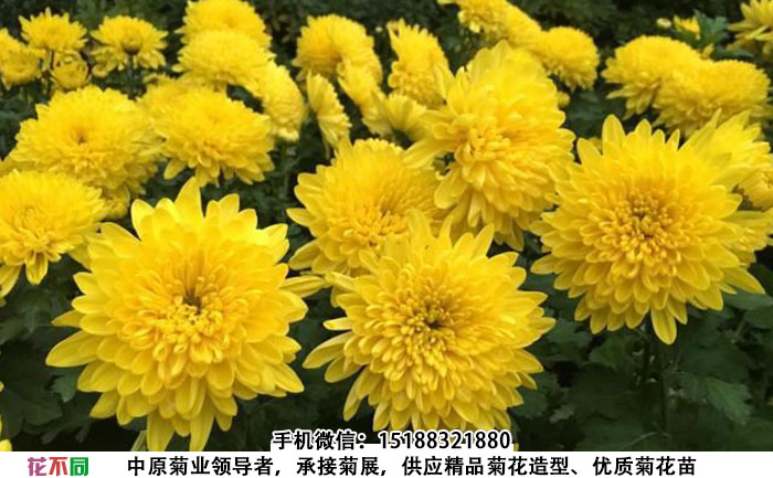 黄香梨菊花图片