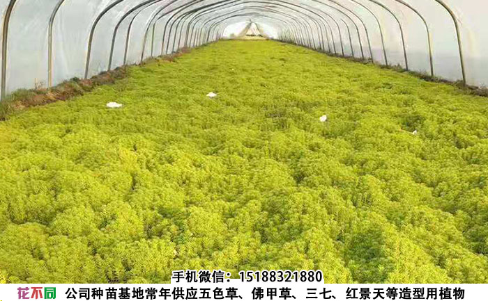 大棚内的金叶佛甲草地栽种苗