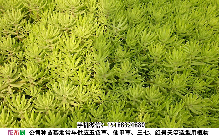 金叶佛甲草地栽种苗