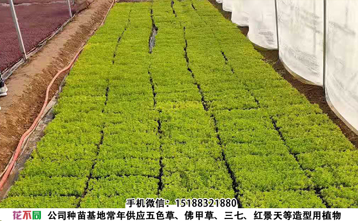 大棚内金叶佛甲草穴盘苗