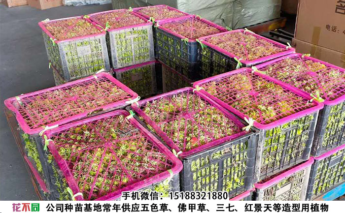 打包装箱的金叶佛甲草成品
