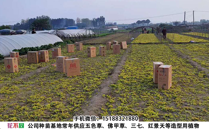 金叶佛甲草种苗培育基地
