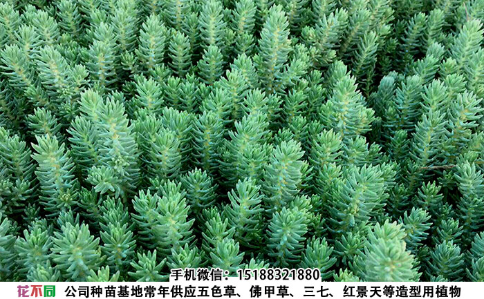 松塔景天种苗基地实拍图