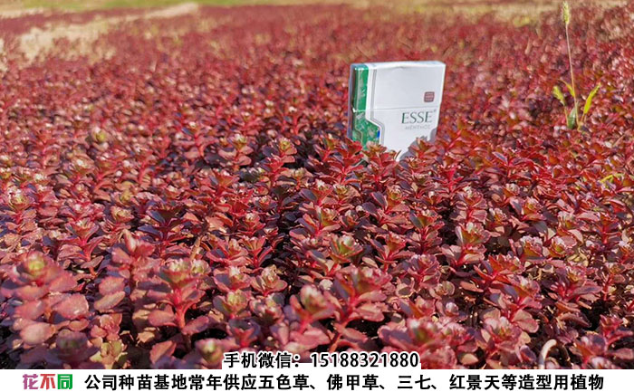 胭脂红景天地栽苗实拍图片