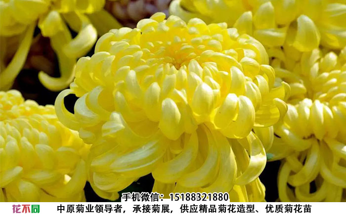 春日见山菊花大花实拍图