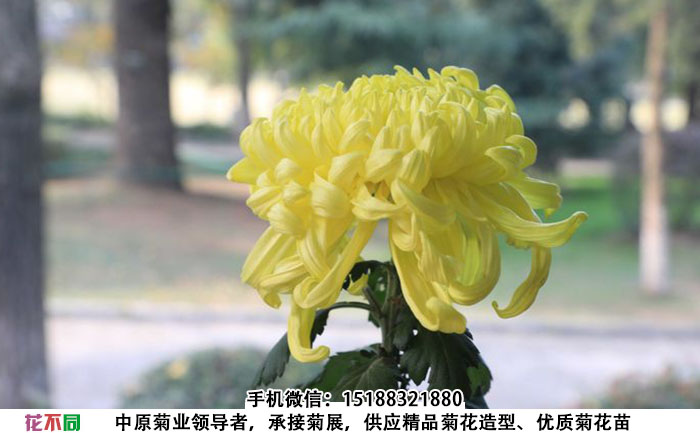 春日见山菊花种苗实拍图片