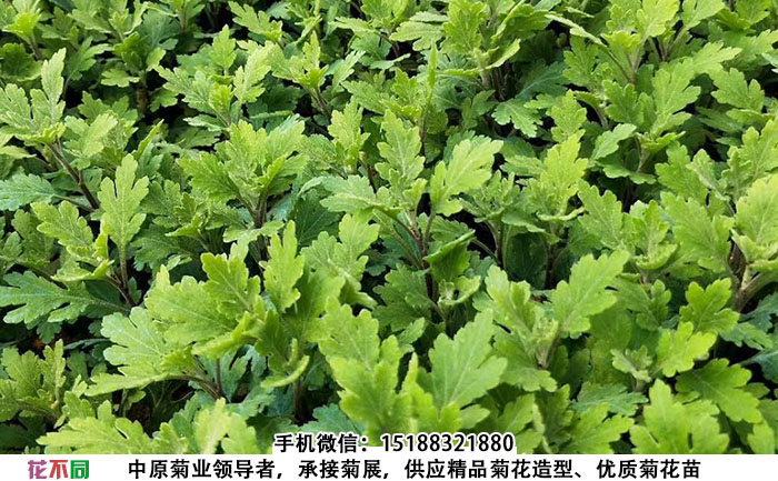 菊花培育基地春日见山菊花种苗实拍图片