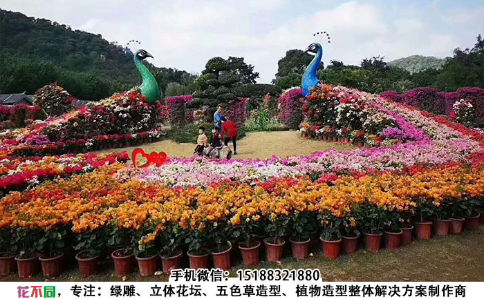 大型孔雀立体花坛造型现场实拍图