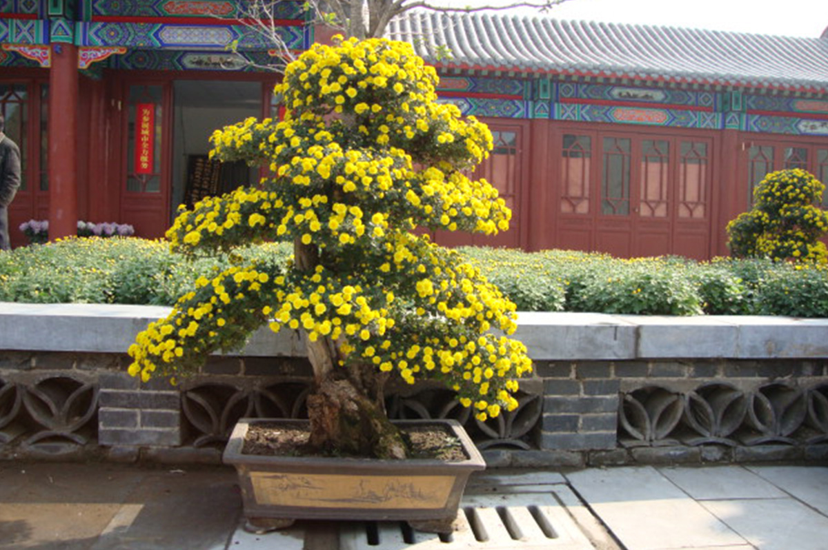 菊花造型