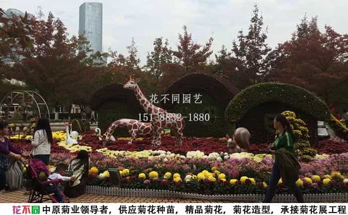 旅游景区菊花造型 | 打卡点爆款设计定制