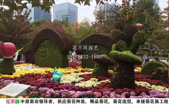 菊花展常见问题：预算、流程、品种、布展周期与养护