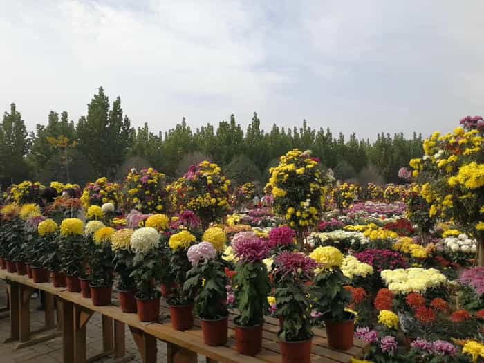 菊花展四季养护 | 不同季节养护重点
