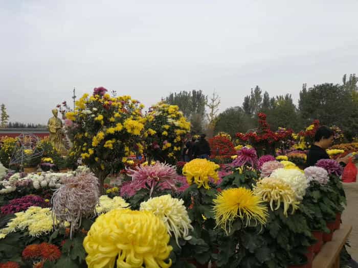 菊花展搭建商选择 | 看这4点不被套路