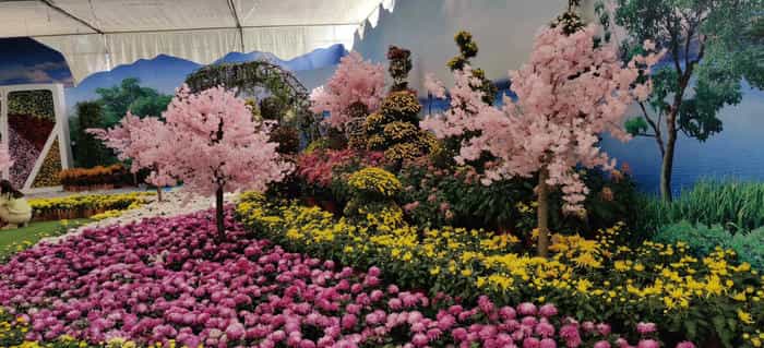 菊花病虫害防治 | 识别及预防方案