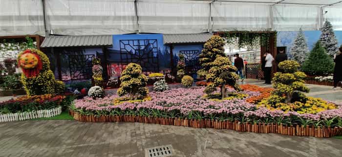 菊花花期调控 | 5个技巧延长观赏期