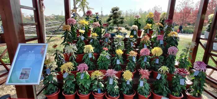 菊花展案例精选：文旅景区、市政公园与节庆花展项目 实景图案例