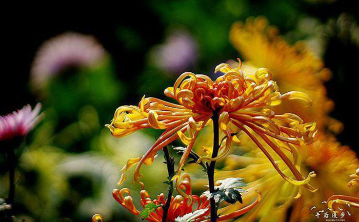 千头菊种苗批发-多色可选 - 花不同园艺