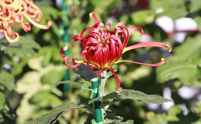 开封菊花文化历史-千年传承 - 花不同园艺
