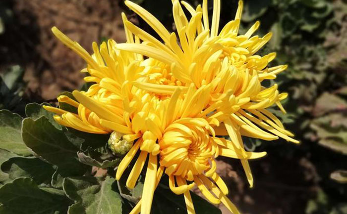 大菊花苗批发-花开直径20cm - 花不同园艺