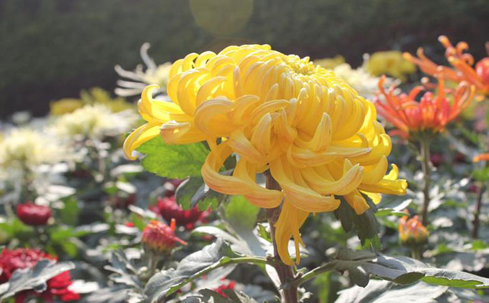 3.26 开封菊花几月开-花期时间表 - 花不同园艺