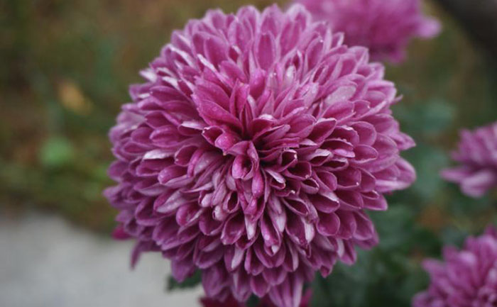 名贵菊花种苗品种-10大稀缺品种 - 花不同园艺