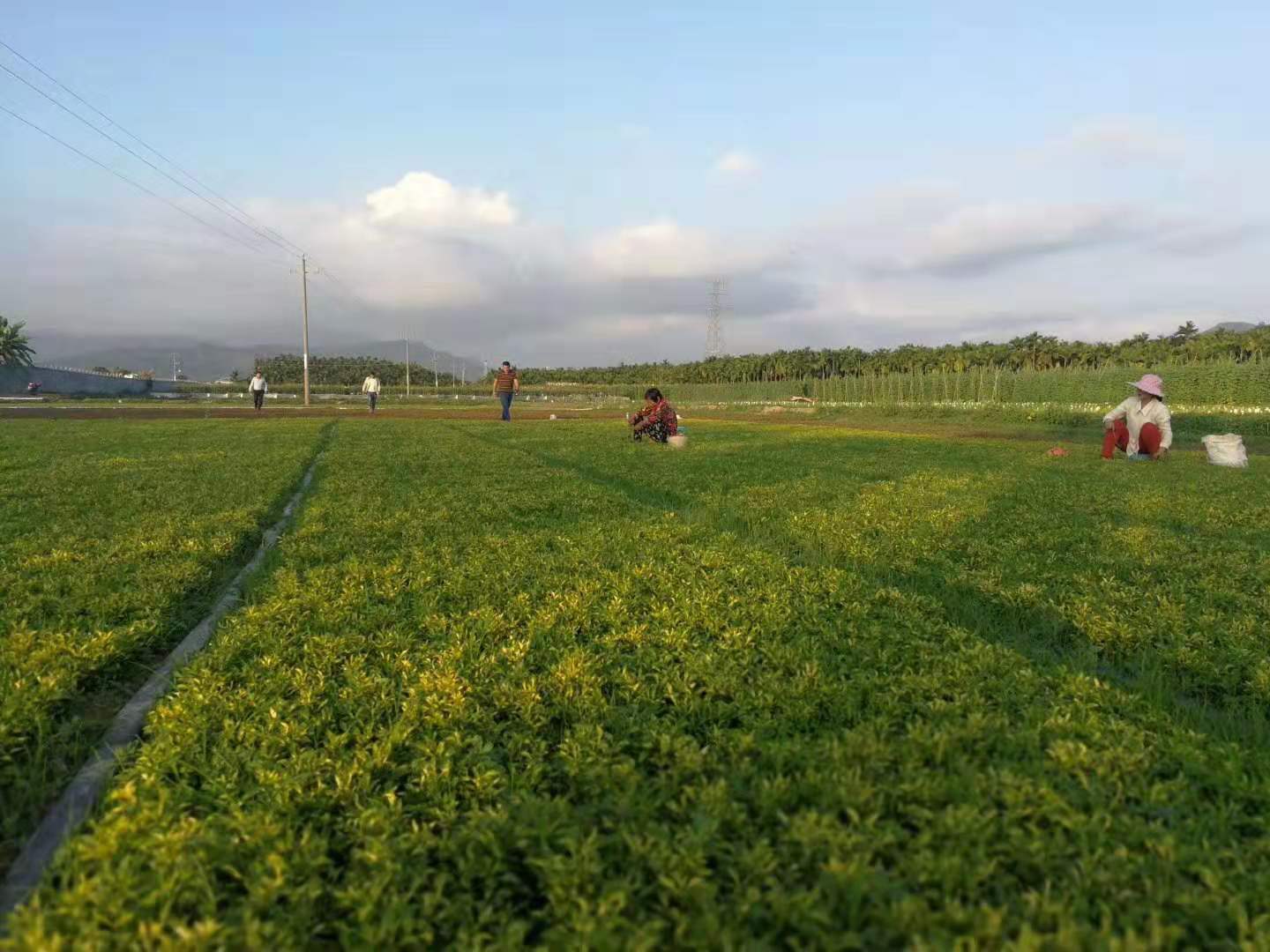 五色草种苗基地