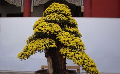 盆景菊菊花造型