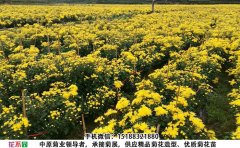 <b>种植金丝皇菊菊花一亩地种植成本及收入</b>