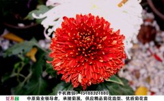 <b>观赏菊花品种-天下一品菊花图片</b>