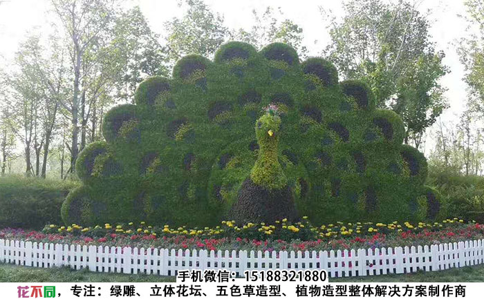 动物景观绿雕造型-孔雀现场实拍图片