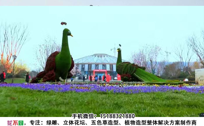 公园景区五色草造型现场实拍图-孔雀对视造型