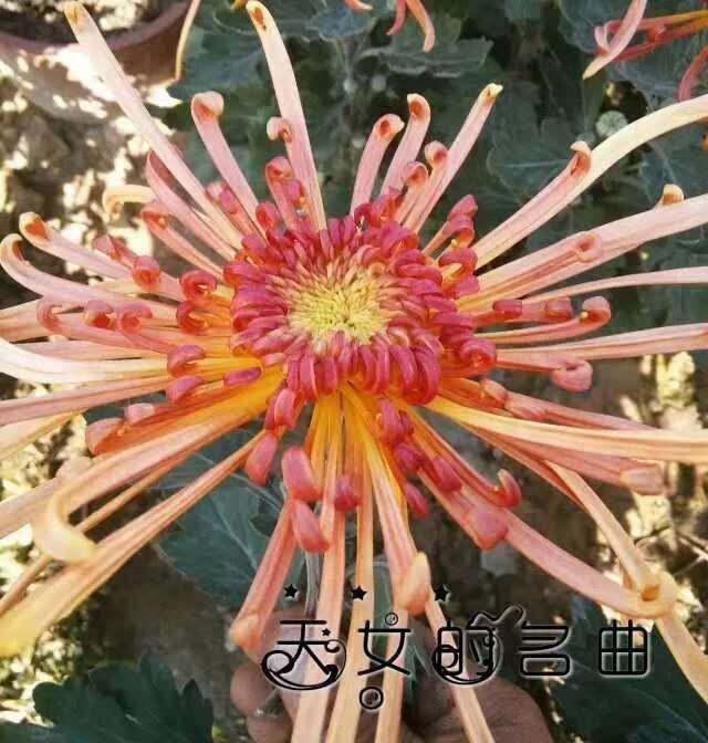 管瓣类菊花