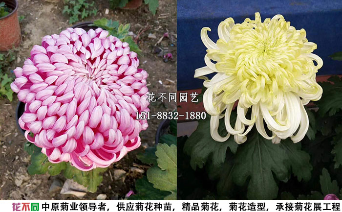 独本菊精品大花两例实拍图