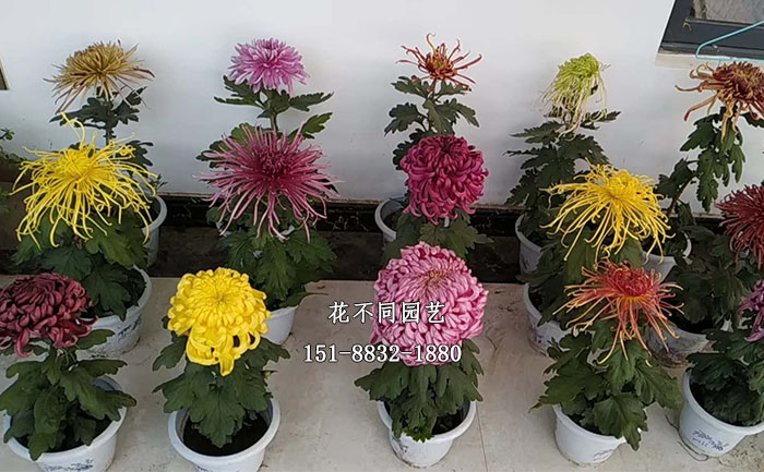 多个品种独本菊展示
