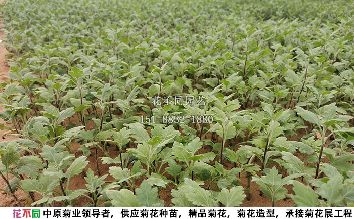 多头菊种苗基地实拍图