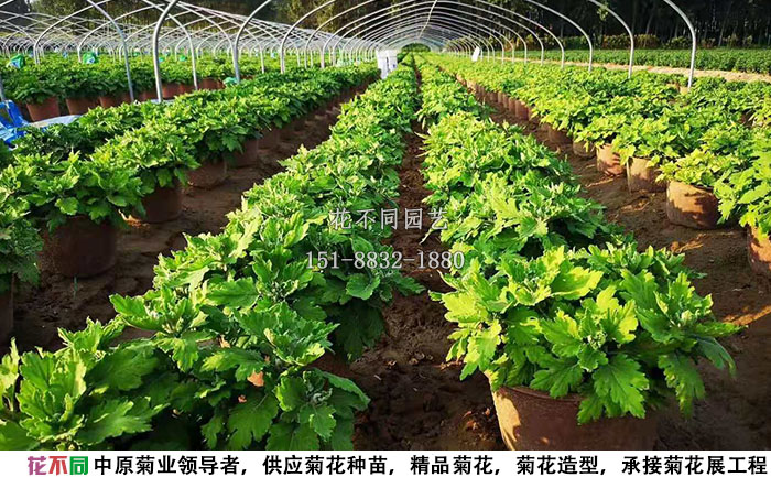 6月份的多头菊种植基地实拍图