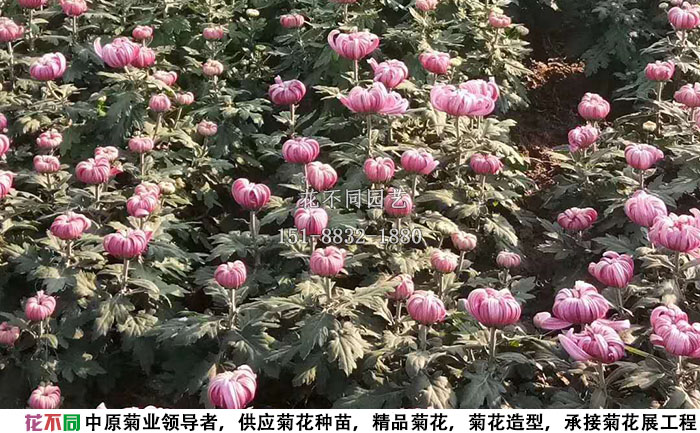 十月份的多头菊实拍图