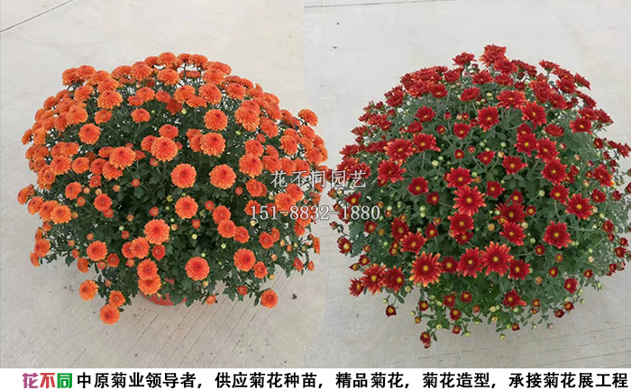 紫国庆千头菊实拍图