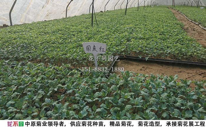 千头菊菊花种苗实拍图