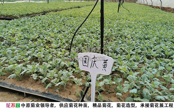 花不同千头菊菊花种苗基地实拍图