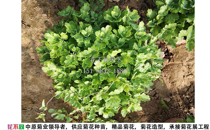 菊花种苗移栽到花盆内一个月的实拍图