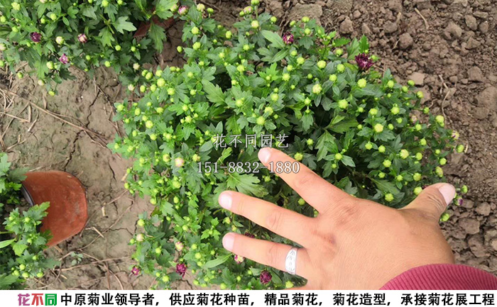 刚开始透色的千头菊实拍图