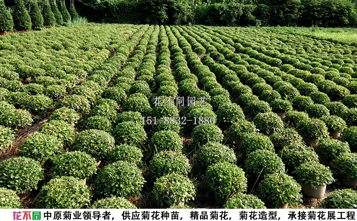 花不同千头菊种植基地实拍图