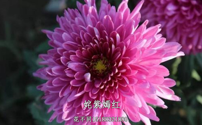 观赏菊花品种-姹紫嫣红