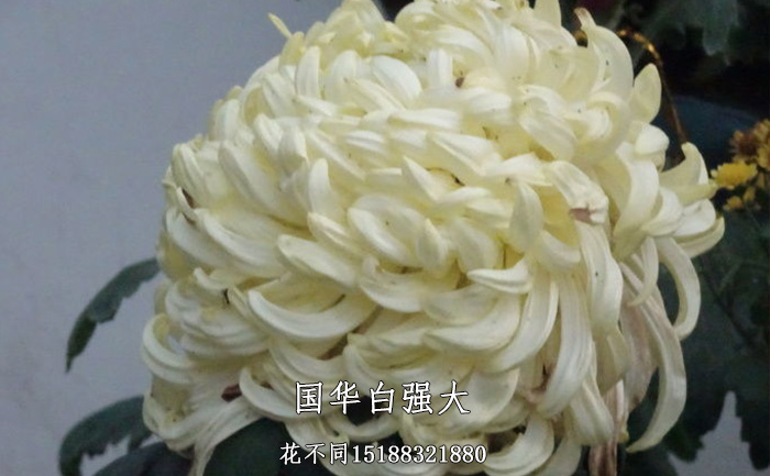 观赏菊花品种-国华白强大