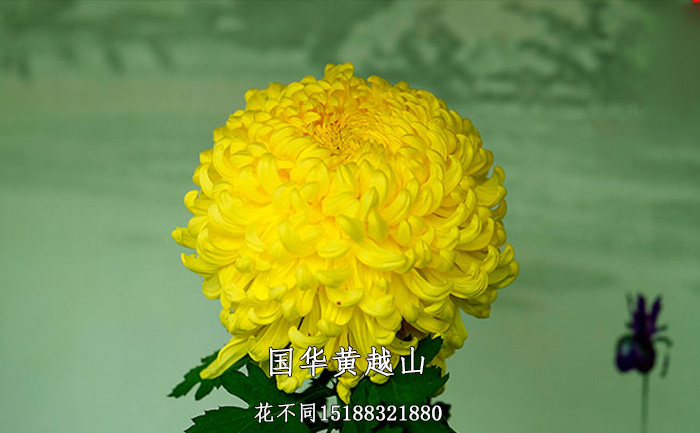 观赏菊花品种-国华黄越山