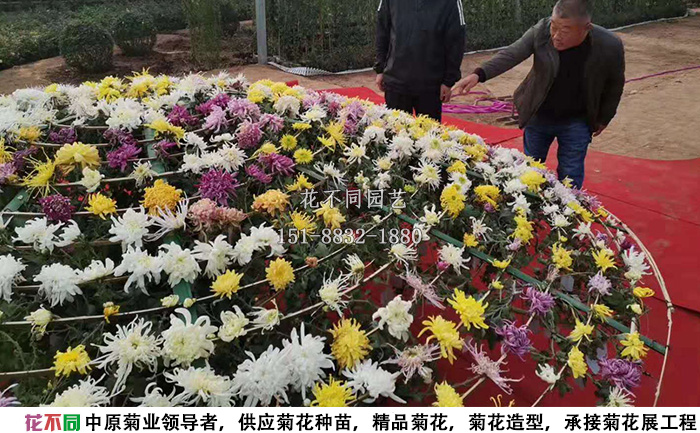 大立菊菊花造型设计方案