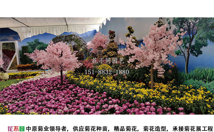 湖北菊花花会独头菊展区照片
